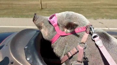 cerdo,sidecar,suficiente,internet,hoy