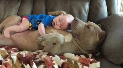 adorables,perro,niño,casa,sofa