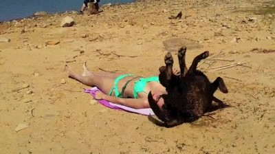 intentar,tomar,sol,perro,playa