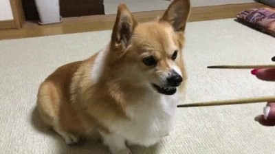 perro,mania,palillos,comida,japonesa