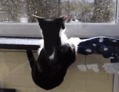 escenas,eliminadas,el rey leon,recreadas,gatos