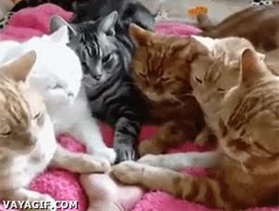 gatos,barrio,contactar,espiritu