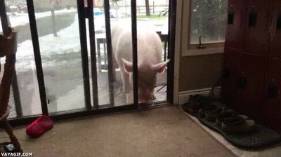 llegar,casa,despu&eacute;s,duro,d&iacute;a,trabajo,cerdo