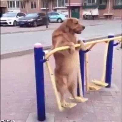 perro,gimnasio,tocar,d&iacute;a,piernas