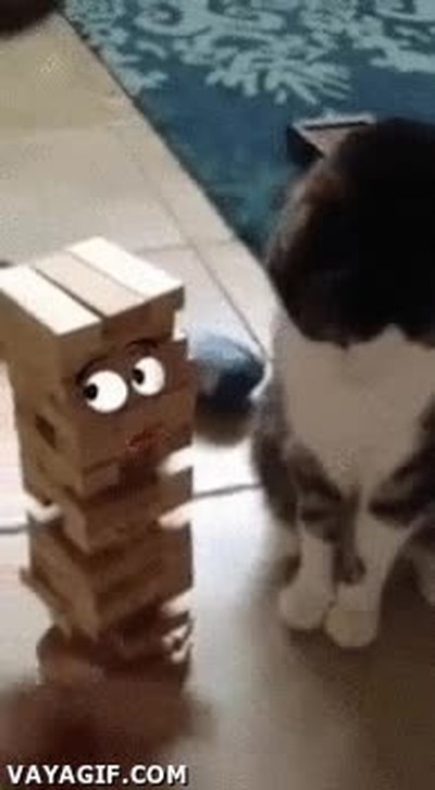 gatos,tener,en cuenta,sentimientos,dem&aacute;s,jenga