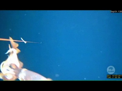 leccion,vida,pez,grande