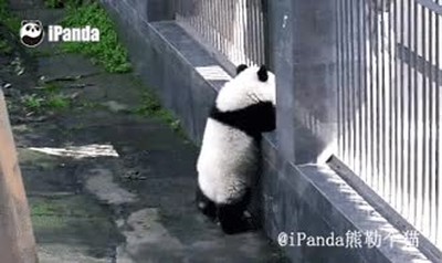 panda,abrir,puerta,casa