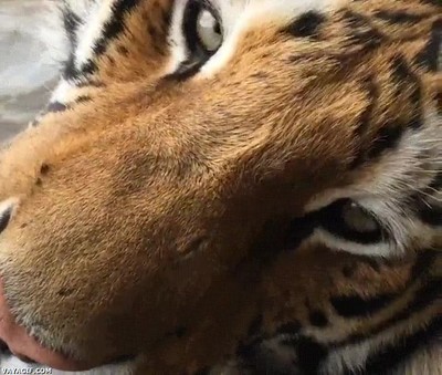 tigre,manos,momento,rom&aacute;ntico