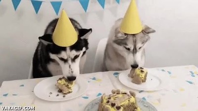 perros,aprender,comportarse,encima,mesa