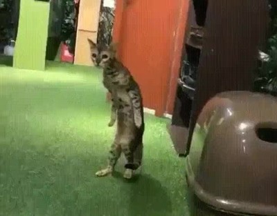 quedar,solo,casa,escuchar,ruido,gato