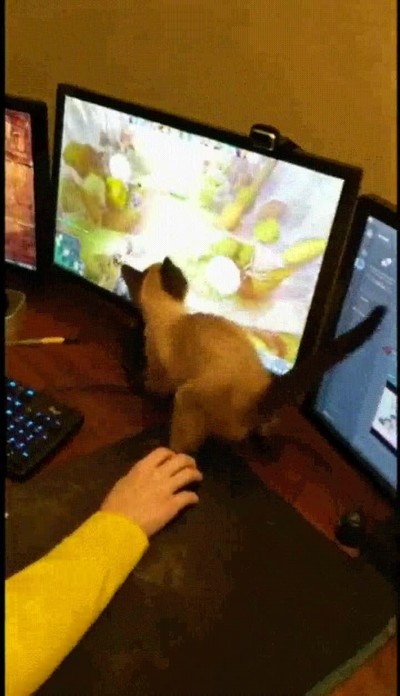 gatos,intentar,decir,videojuegos,caso