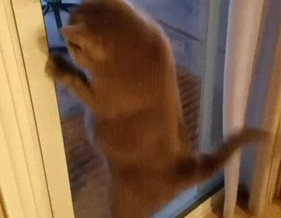 gato,padres,castigar,salir,fiesta