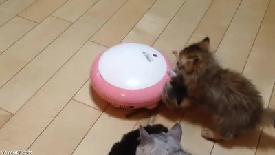 liar,peque&ntilde;o,hermano mayor,gato