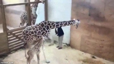 jirafa,conocer,punto,débil,humano