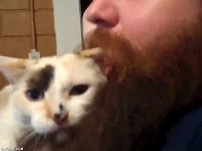 gato,adorar,barba,dueño
