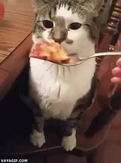 gato,decir,sutilmente,comida,apesta