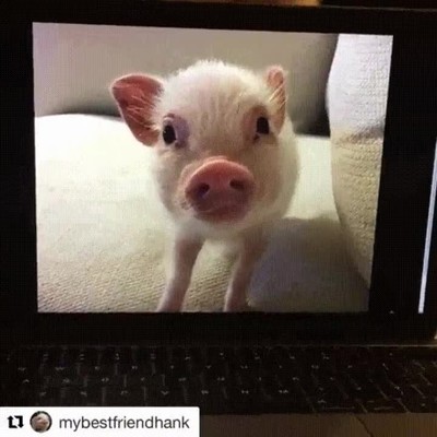 Enlace a Pigception