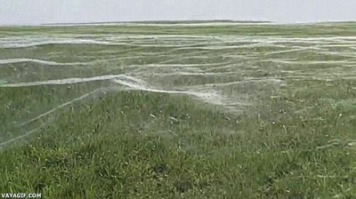 campo,futbol,nueva zelanda,cubierto,tela,ara&ntilde;a