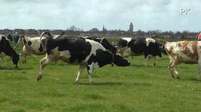 vacas,primera,vez,mundo,exterior,5 meses