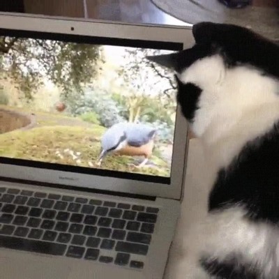 instinto,cazador,perder,nunca,pantalla,gato