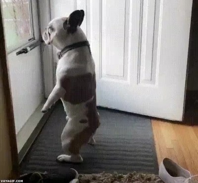 perro,aprender,comportarse,humanos