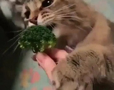 cara,quedar,empezar,dieta,brocoli