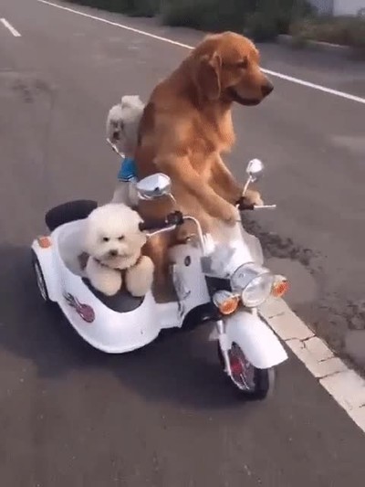 perro,decidir pasar,finde,loco,amigos