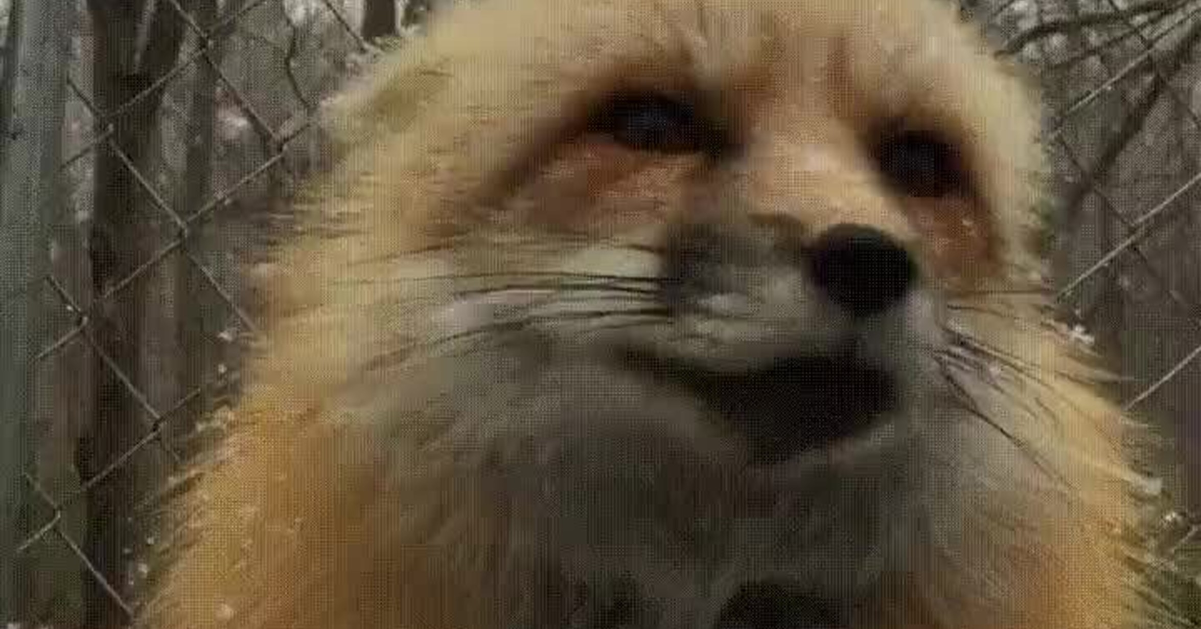 ¡Vaya GIF! / Cuando empieza a nevar y te quedas mirando al horizonte