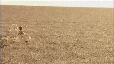 novia,decir,sola,casa,saltos,prisa