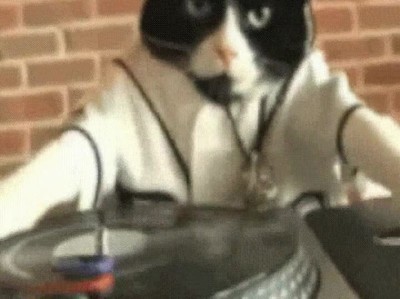 admitir,nunca,molar,tanto,gato,dj