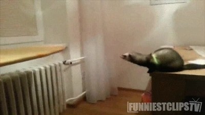 salto,gato,hacer,poder,animo,fail