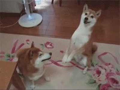 perros,contento,presentar,nuevo,amigo