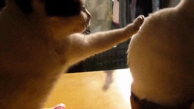 gato,decir,mano,hermano,ni caso