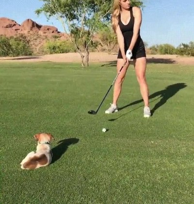 deportes,mejor,compa&ntilde;&iacute;a,perro