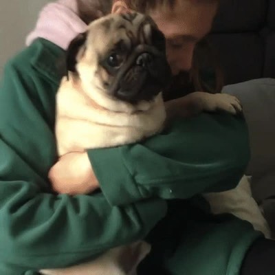 por favor,perro,abrazo,ayuda,sos