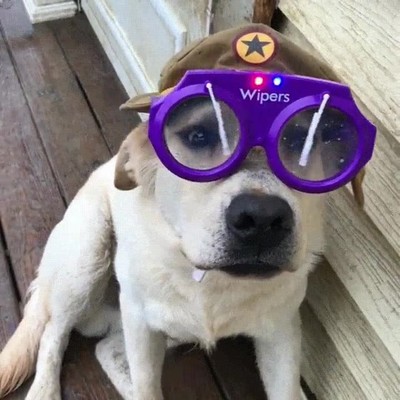 mejores,gafas,perro,llevar,d&iacute;a,lluvia