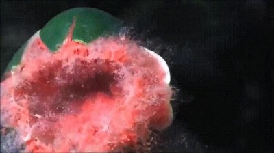 asi,explotar,sand&iacute;a,c&aacute;mara lenta