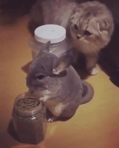 gato,raton. molestar,comiendo