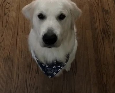 alguien,tener,ganas,salir,calle,perro