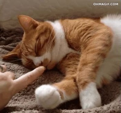 hora,despertar,avisar,dedo,gato