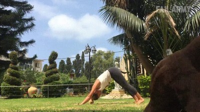 perro,decidir,trollear,espectadores,yoga