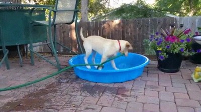 perro,decidir,hora,llenar,piscia