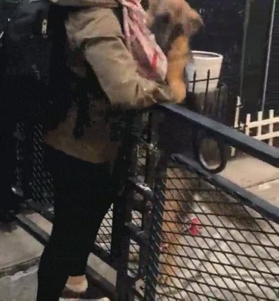 nadie,alegrar,tanto,llegar,casa,perro