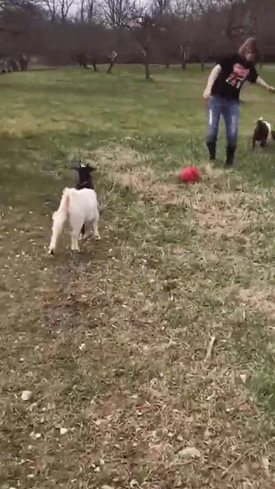 animales,aprender,simular,penalti