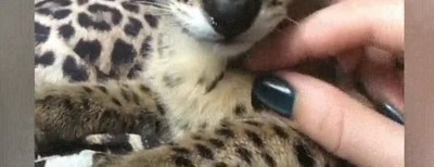 abuela,orejas,grandes,comer