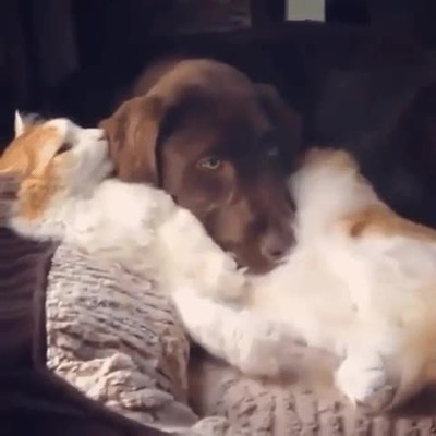 amor,razas,habitual,pensar