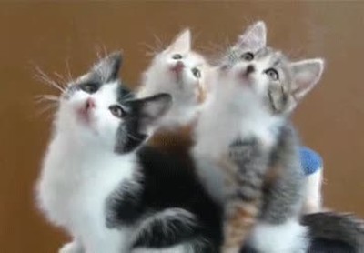 gatos,mirar,partido,tenis