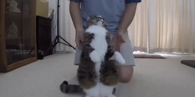 gato,confiar,due&ntilde;o,salto,fe,espaldas