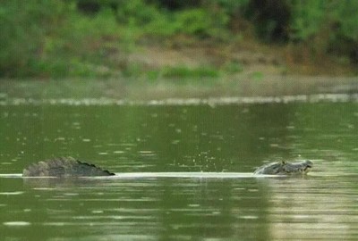 cocodrilo,cosas,sospechosas,debajo,agua,burbujas