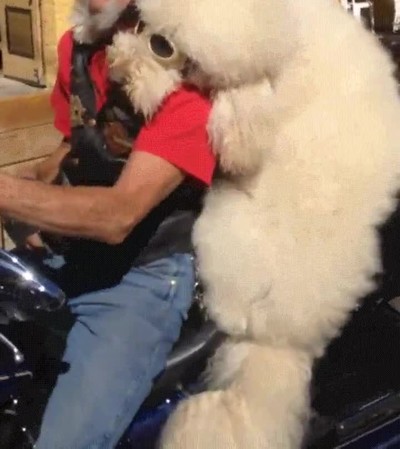 perro,parecer,due&ntilde;o,reves